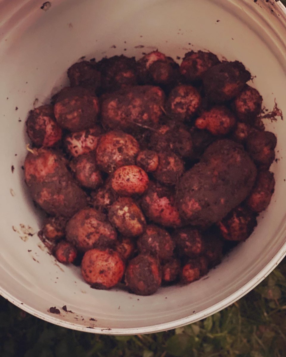 TealSeptember's tweet photo. I’ve been digging #potatoes most of the day. #redpotato #redpotatoes #Vegetable #veggies #homesteading #homestead #farm #gardenchores #garden #gardening #gardener #plant #plants #SaveTheBees #potato #GardeningTwitter #GardenersWorld #homegrown #homegrownfood #growyourownfood https://t.co/6nN8gZzwly
