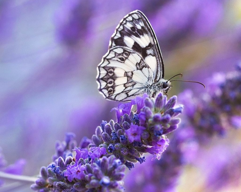 .

Yüce Rabbim Her Günümüzü;
Rahmetiyle Müjdelesin, 
Lütfuyla Bereketlendirsin,
Selâmetiyle Mükâfatlandırsın İnşaAllah..!

Cumanın Hayrı Üzerimize Olsun...!!

.
