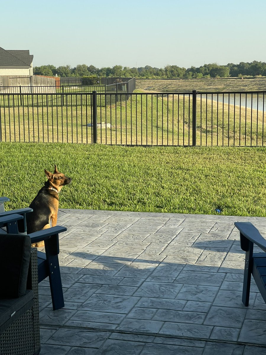 miller_becka's tweet photo. Sometimes I think this girl needs her own account. She starts her days taking in the glorious sun, then gets so crazy by the EOD that I can’t take a clear picture and I laugh till I’m crying! Go ahead and zoom in on that face! 😂#LifeWithLily https://t.co/mWWljnjSYB