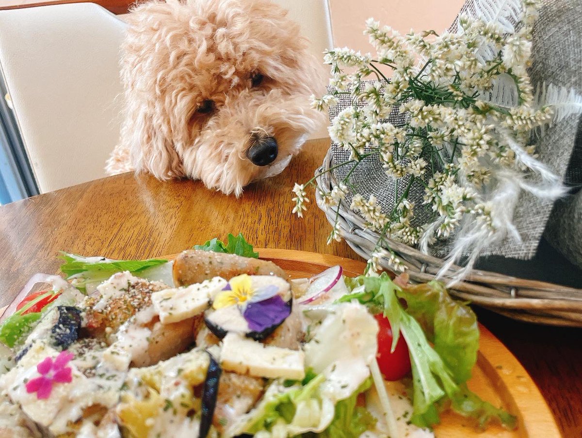 wakanyanBunny's tweet photo. 本日9月30日（金）から10月2日（日）まで
お花マルシェandドライフラワー展示販売会を開催してます。
皆様❤️お待ちしてます✨🌸
#bbeans 
#バニービーチ 
#バニービーチカフェ 
#食べれるお花のってるよ
#bunnybeach 
#西荻窪カフェ https://t.co/ri9OWtHxWs