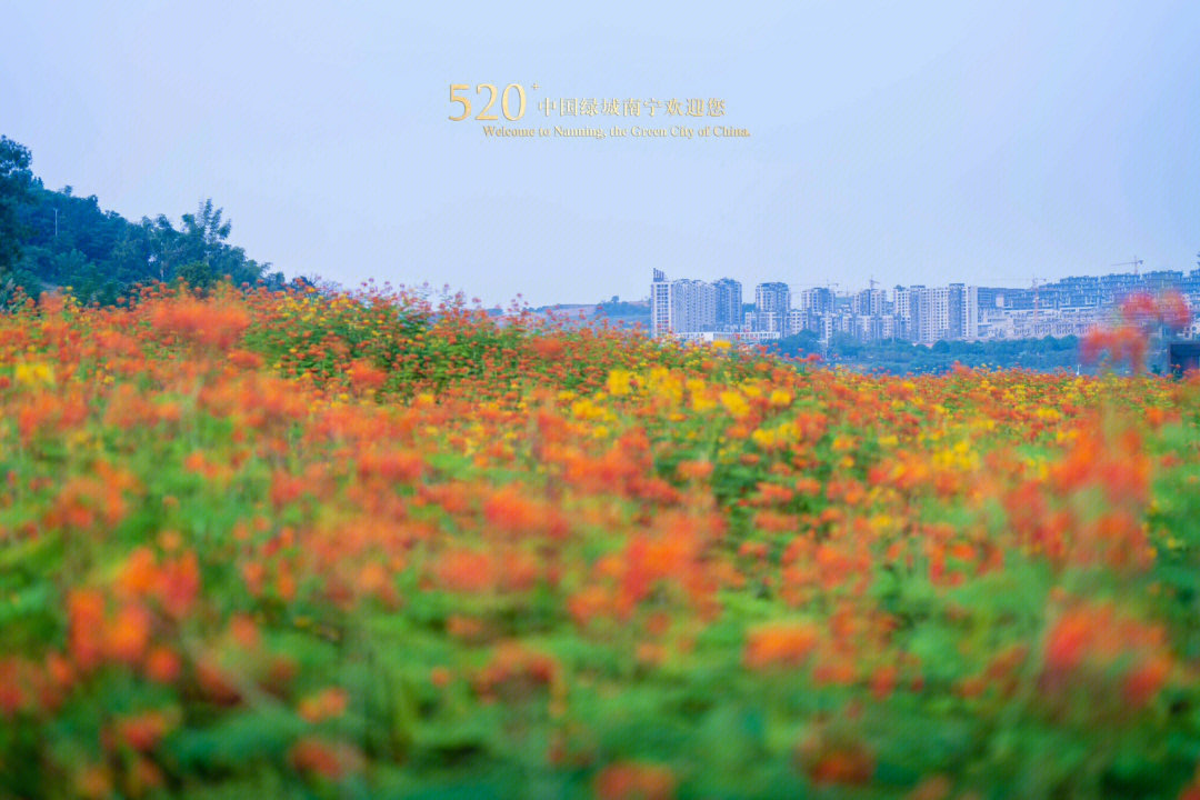 Any plans for #NationalDay holiday? During the #Autumn season, a variety of flowers such as sunflowers, peacock flowers and pink flowers of muhly grass unveil their beauty in the parks of #Nanning waiting to be explored. Why not have a “flower day”? #NatureBeauty https://t.co/jUWMbnbns7