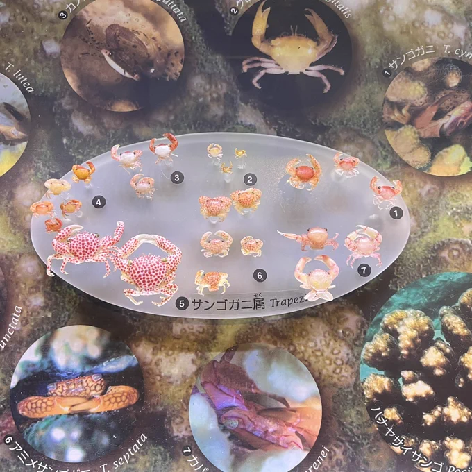 10日までの剥製見にきた!やっぱりツノのある生き物は良いなあ!そしてキュニをみてる 