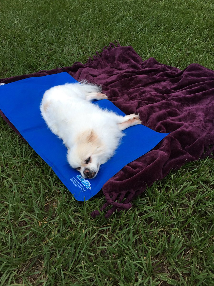 TAMICHAD's tweet photo. Leonardo chillin 😎 outside in the nice cool weather on his chill pad https://t.co/0IrKtutxhH