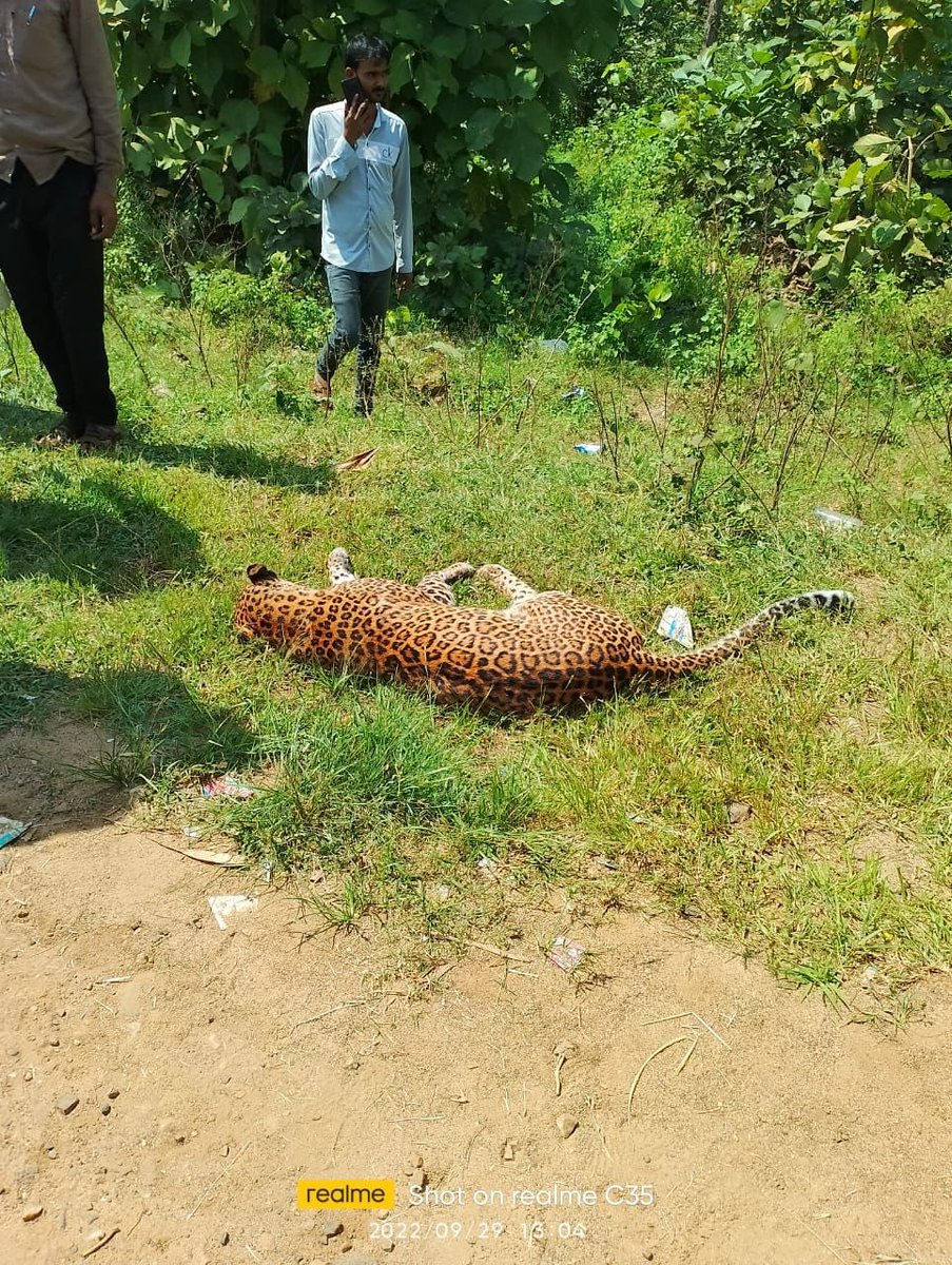 RandeepHooda's tweet photo. 3 reported cases of road kills within 20 days - a deer and two leopards on #Nh7 / #NH44 
Now either the animals don’t know how to cross the road or there is something amiss in the mitigation design

@MORTHIndia @ntca_india @byadavbjp @PMOIndia @NHAI_Official https://t.co/NjlFkkPdB1