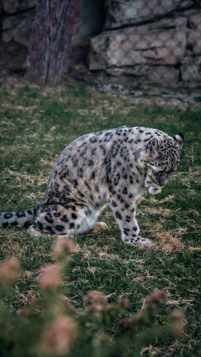 Shot an event at the zoo after hours (I’m typically not a huge zoo supporter even though I love animals), and it was nice to see all the wildlife come alive in the evening.