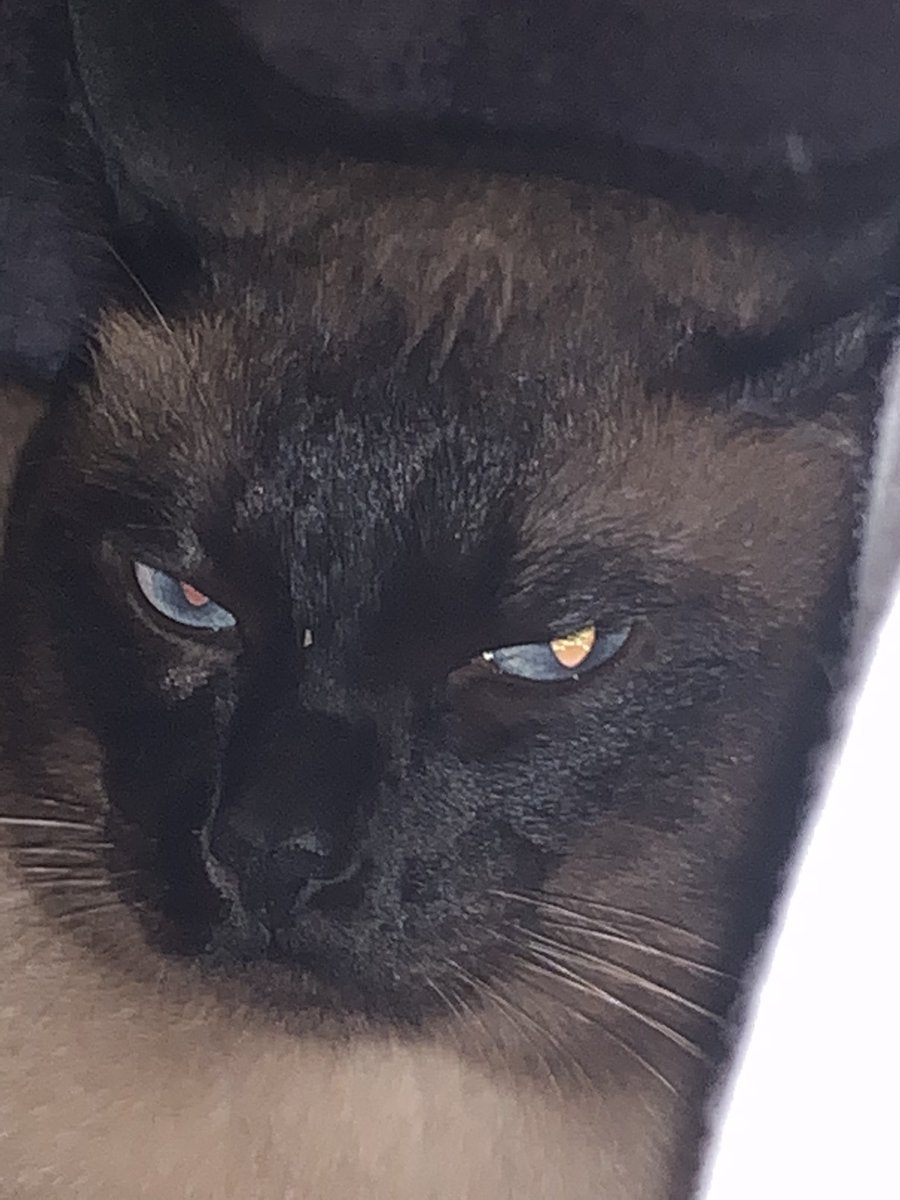 mywillthywill's tweet image. 谁能来救救我！

刷首页突然刷到🐍我真的会吓死！

手机都飞了aaaaaa！就救命！真的怕啊啊啊啊啊