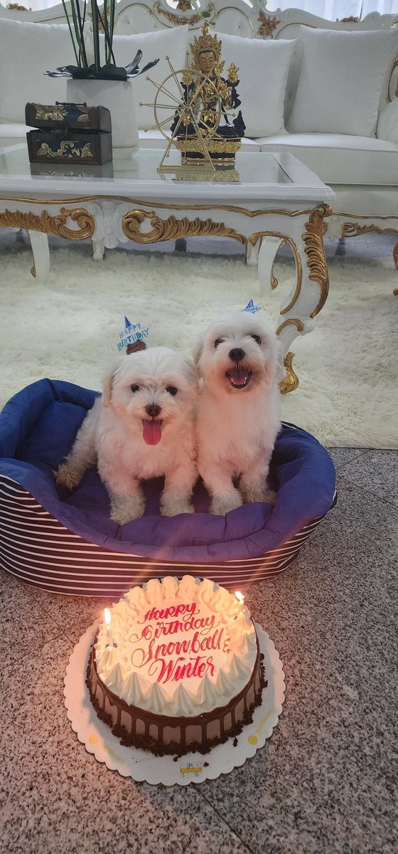 MyThistleTattoo's tweet photo. Happy happy birthday to my furry babies, Snowball and Winter! 🥳💕 https://t.co/iZqLFL8OHo