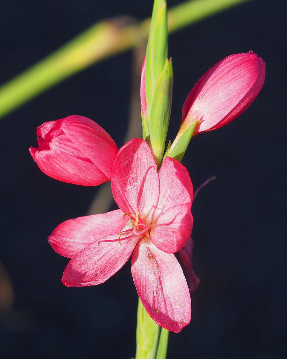 nyanda_works's tweet photo. These eye-catching Crimson flag Lillie’s provide a splash of color in an environment. 

Rate of growth: Fast-growing
Soil: moderately fertile, moist but well drained. 

Nyanda Works 
#mergingstructureandnature 
0705099924.

#flower #flowerphotography #Environmental #ClimateAction https://t.co/P0z9Tf8KbK