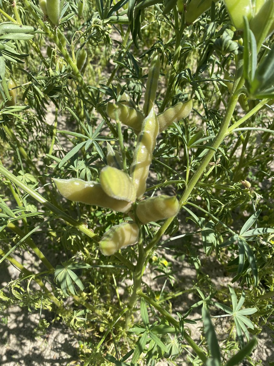 Gemma13399017's tweet photo. Final week of data collection for our lupin trials! Clear difference between varieties but not so much treatments. Walking through the crop we saw what appears to be mice damage? @Bec_Swift_ @DarlowRebecca @SJB_Ag https://t.co/067n5QQVx5