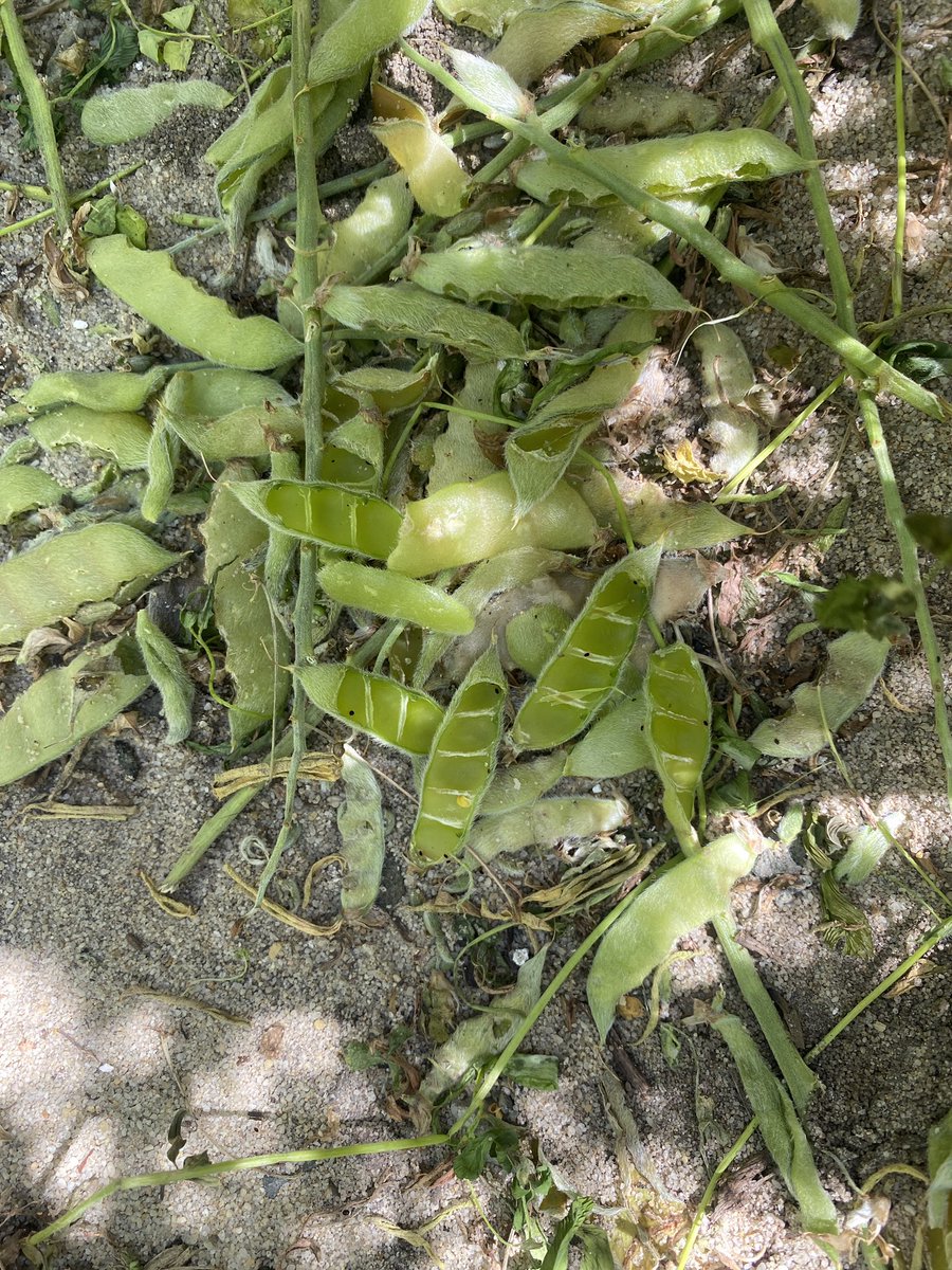 Gemma13399017's tweet photo. Final week of data collection for our lupin trials! Clear difference between varieties but not so much treatments. Walking through the crop we saw what appears to be mice damage? @Bec_Swift_ @DarlowRebecca @SJB_Ag https://t.co/067n5QQVx5