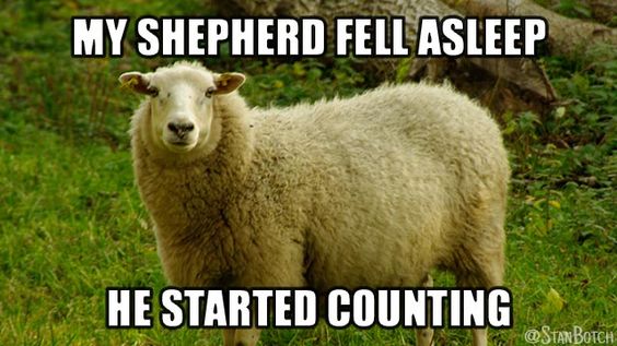 freewooly's tweet image. #Sheep #SheepHumor #Shepherds