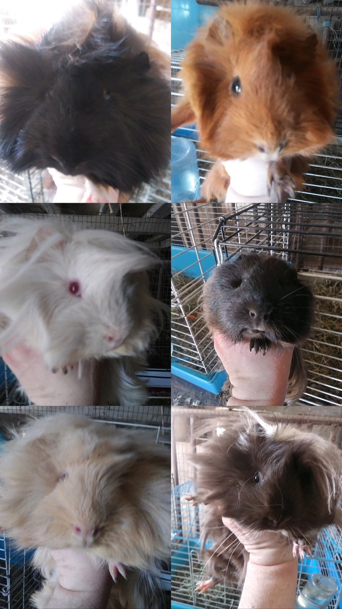 we are currently accepting #donations 💸 to help towards saving 13 #guineapigs from a backyard breeder who is closing down, some of the females are #pregnant 🤰🏼 so we will need extra support 🫶🏼🐽 venmo: @/emilyisabelle paypal: @/emilyisabellee