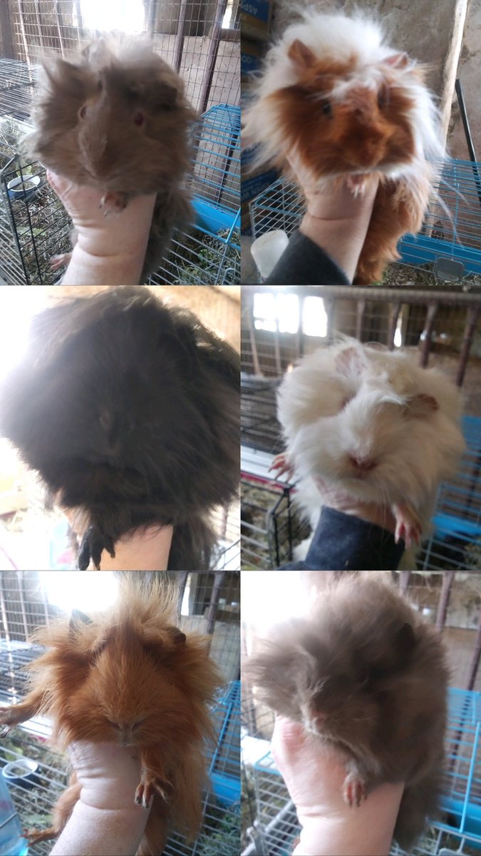 little buddies refuge tweet media