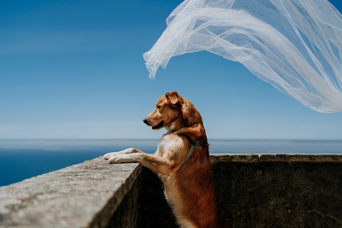 WalterLoyd5's tweet photo. Opening up your life to a dog who needs a home is one of the most fulfilling things you can do. @WalterLoyd5 

#dogs #dogsoftwitter #dogslife #dogsarefamily #dogsarethebest #dogslover #canineweekly https://t.co/R8q0qoPVJ4