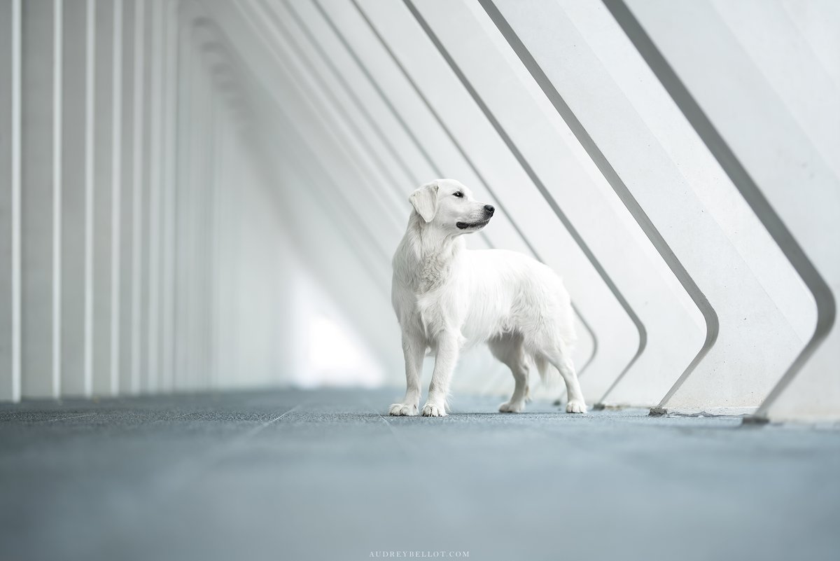 VictorHendrix20's tweet photo. No animal I know of can consistently be more of a friend and companion than a dog. @VictorHendrix20 

#dogs #dogsoftwitter #dogslife #dogsarefamily #dogsarethebest #dogslover #canineweekly https://t.co/BLULJ1Qhi6