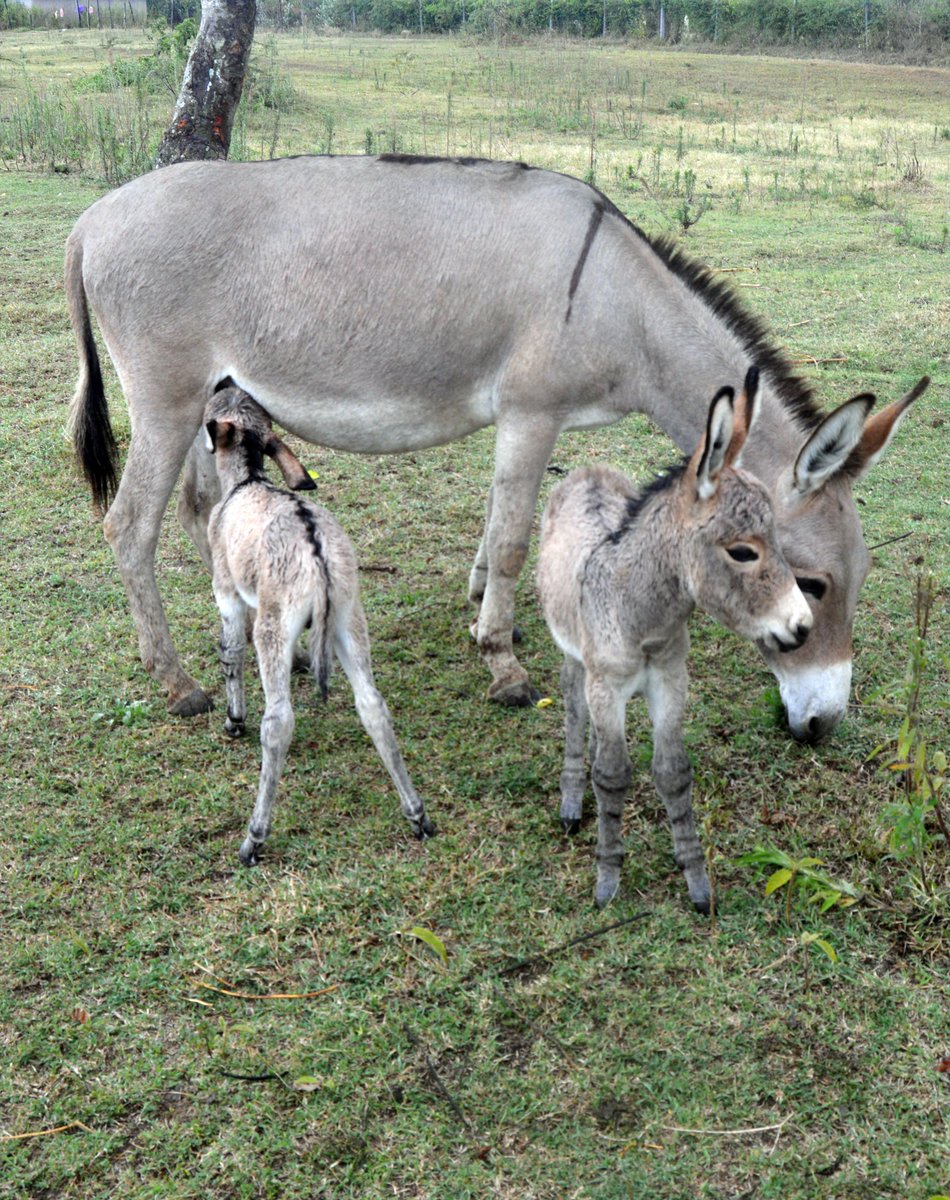It’s rare to have twin foals. Well, on this foal Friday, let us take you back to the year 2016 when this mare gave birth to twin foals in Bomet, Kenya.

#FoalFriday