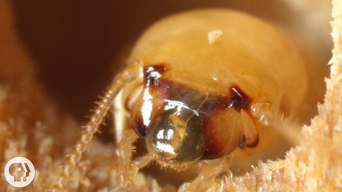 termite3578's tweet photo. not my isopterian ass devouring such lumber 🤭 https://t.co/HTTPuYptY4