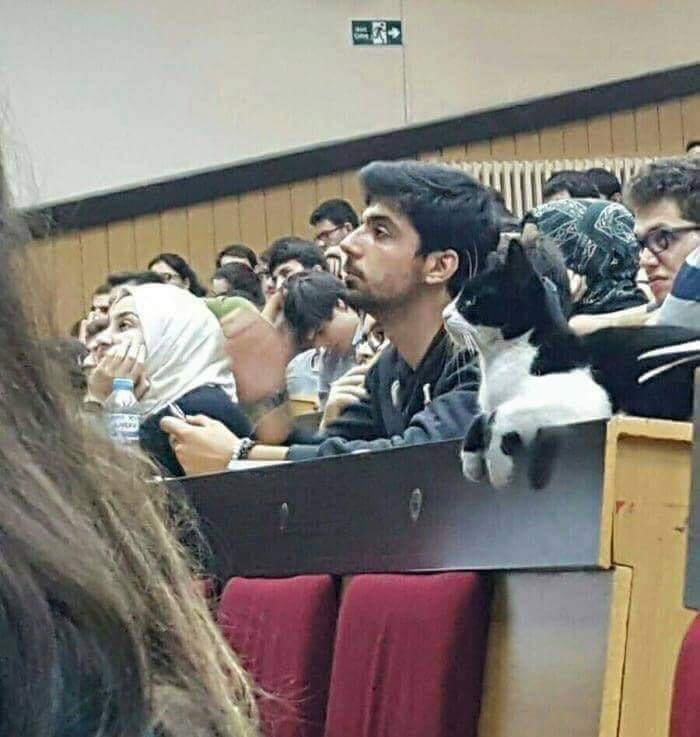 DoseOfCatto's tweet photo. Focus https://t.co/K3I30Cq83Y