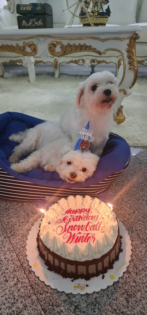 MyThistleTattoo's tweet photo. Birthday Boys 🥳💙
Happy birthday, Snowball and Winter
#maltese
#furbabies https://t.co/OchSyjDD7U