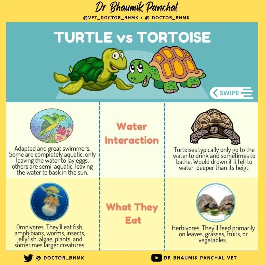 Doctor_bhmk's tweet photo. 🐢 Do you know? Turtles and Tortoises they both are different.
Here are some common differences in between turtles and tortoises.
.
#turtle #turtles #tortoise #tortoises #turtlevstortoise #tortoisevsturtle #difference #facts #aquaticfacts #vetfacts #veterinary #animalfacts https://t.co/70DiRnza2i