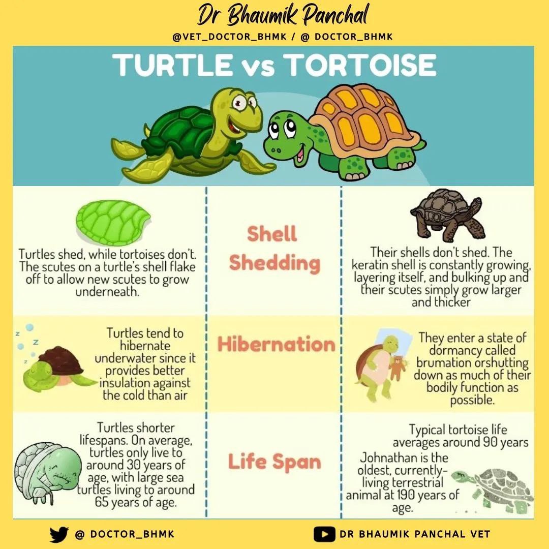 Doctor_bhmk's tweet photo. 🐢 Do you know? Turtles and Tortoises they both are different.
Here are some common differences in between turtles and tortoises.
.
#turtle #turtles #tortoise #tortoises #turtlevstortoise #tortoisevsturtle #difference #facts #aquaticfacts #vetfacts #veterinary #animalfacts https://t.co/70DiRnza2i