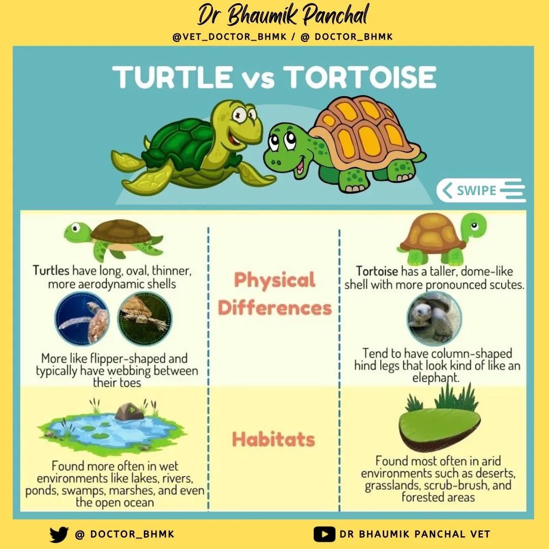 Doctor_bhmk's tweet photo. 🐢 Do you know? Turtles and Tortoises they both are different.
Here are some common differences in between turtles and tortoises.
.
#turtle #turtles #tortoise #tortoises #turtlevstortoise #tortoisevsturtle #difference #facts #aquaticfacts #vetfacts #veterinary #animalfacts https://t.co/70DiRnza2i