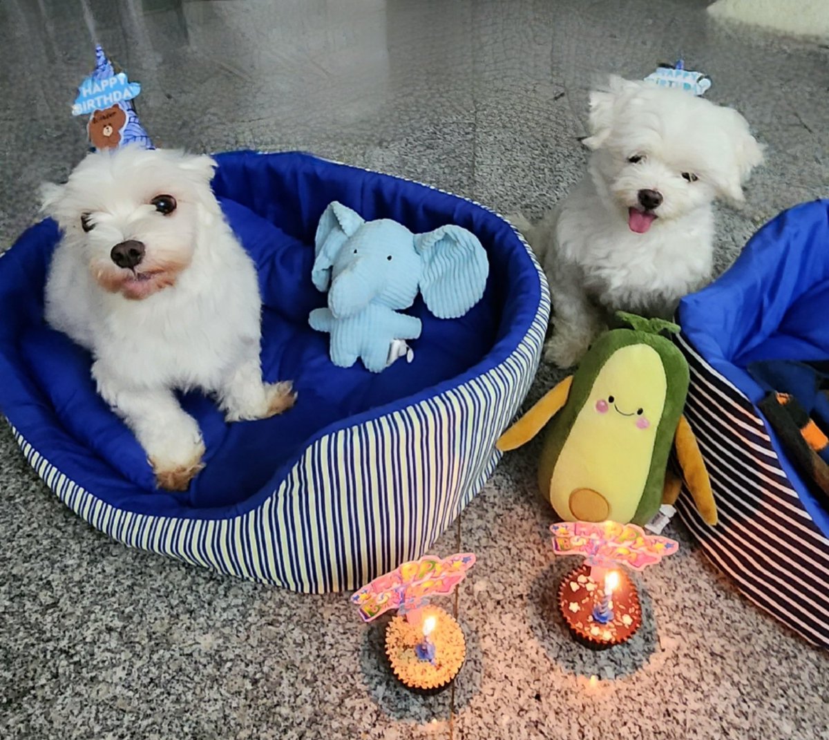 MyThistleTattoo's tweet photo. My babies with their favies 🐘🥑 
Happy birthday you guys! 

#maltese
#furbabies https://t.co/AVumycBNAN