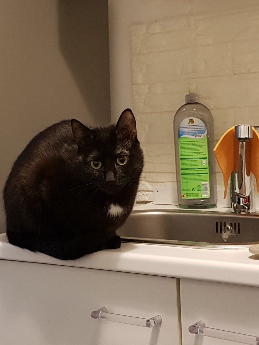 miaandtonycats's tweet photo. helping with the dishes 🤪🤓
#CuriousCat #helpingcat #Caturday #CatsOfTwitter #CatsOnTwitter #cats #cat #blackcat #void #voidcat https://t.co/MPKHuDild2