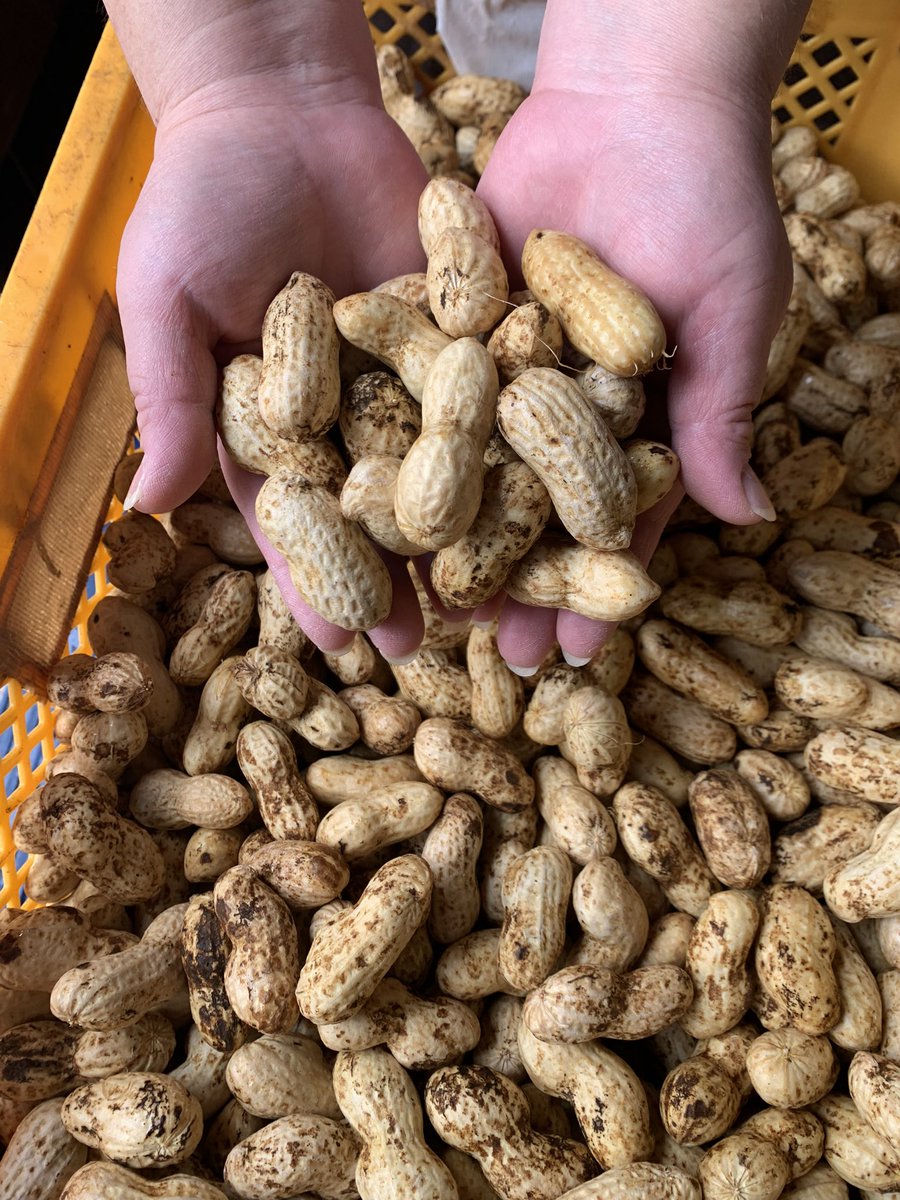 おおまさり生落花生入荷致しました！
一目瞭然の大粒落花生、茹でるとほっこり甘くて美味！
今だけの味です！