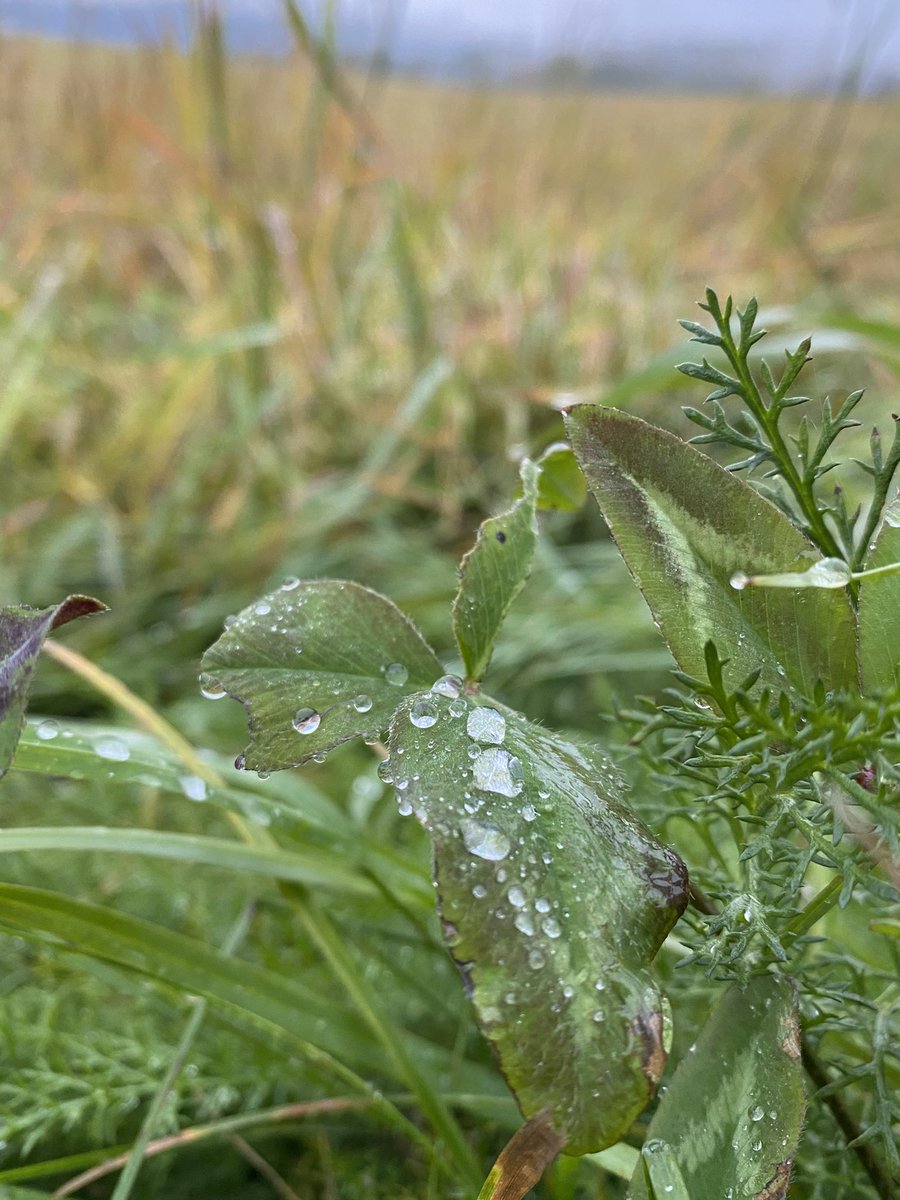 God morgen fra et grått og regntungt Ringsaker, hvor Milla og jeg hadde gledet oss til en tur uten regn, men vi krymper dessverre ikke heller så da er det bare å se glade ut, det er jo fredda- lag deg en god en🍁