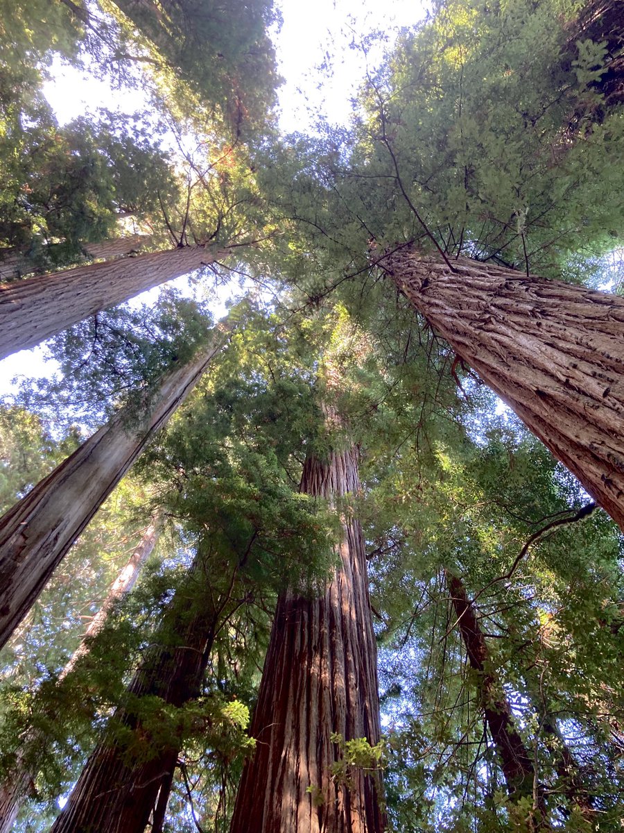It’s not until you wander through a redwood forest and look up, that you really appreciate the sheer immensity of these living ‘creatures’.