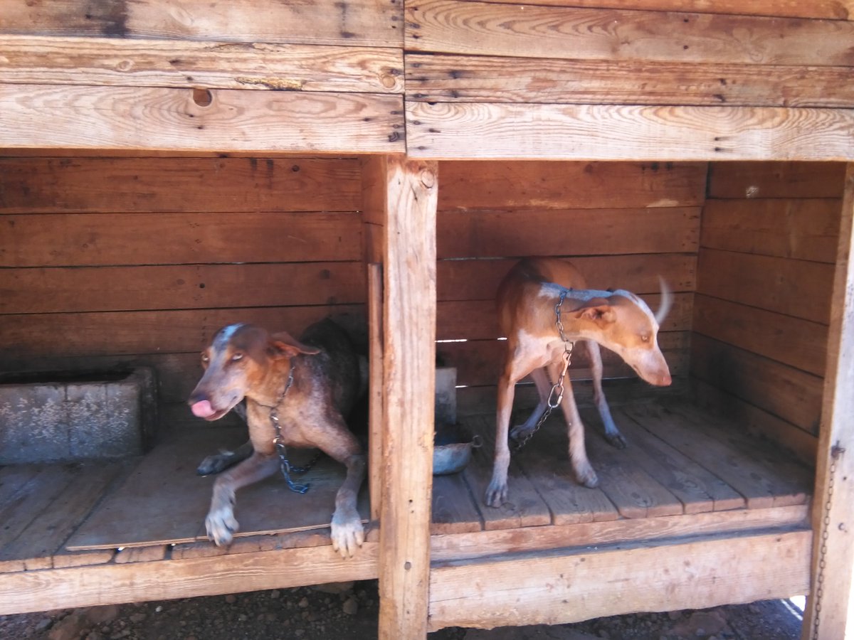 PartidoPACMA's tweet photo. ¿Imaginas vivir así, como ellos, encadenados, desatendidos y maltratados? Miles de perros viven así, víctimas de la violencia de la caza, y ahora el PSOE quiere empeorar aún más su situación.

Firma YA para evitarlo y comparte: https://t.co/V5uJ0dBbgW
#MismosPerrosMismaLey https://t.co/YpLM4wnBsE