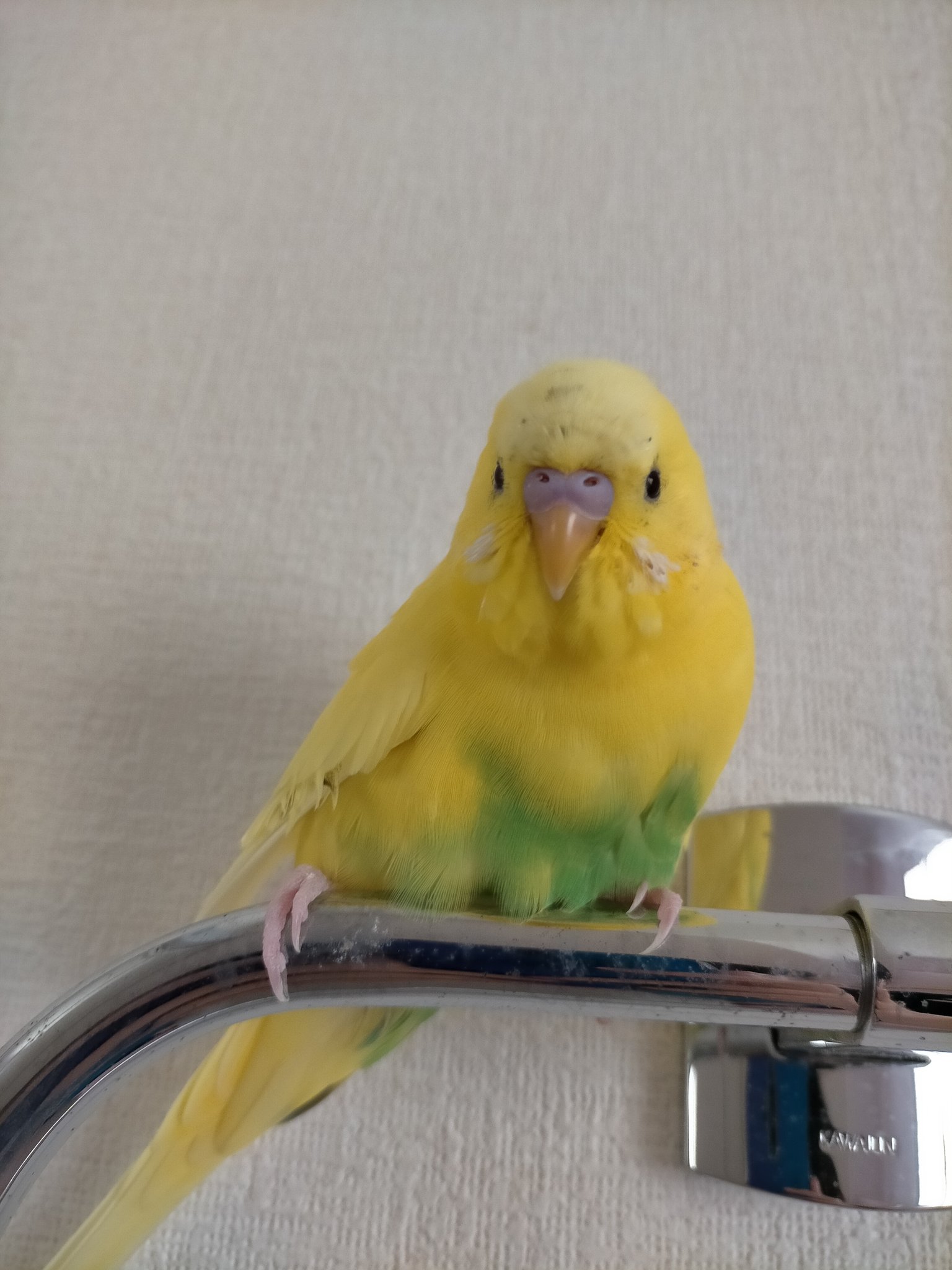 たま K U99 Twitter
