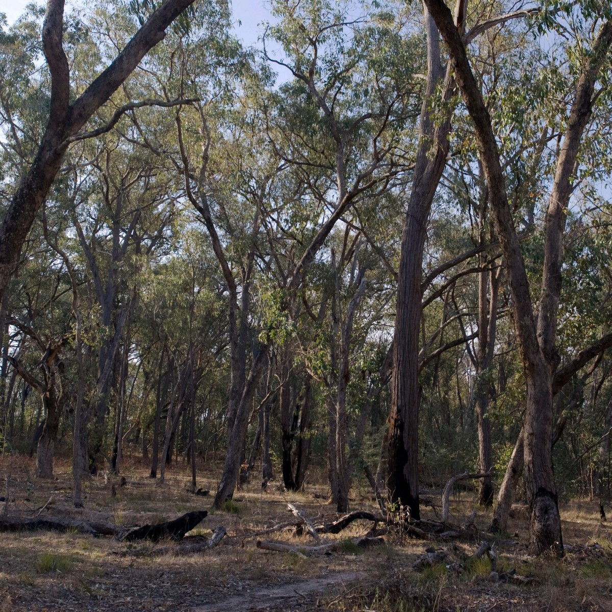 Consultation on the eligibility of native forest biomass as a source of renewable energy under the Renewable Energy Target is now open: fal.cn/3sjPu
#RenewableEnergy