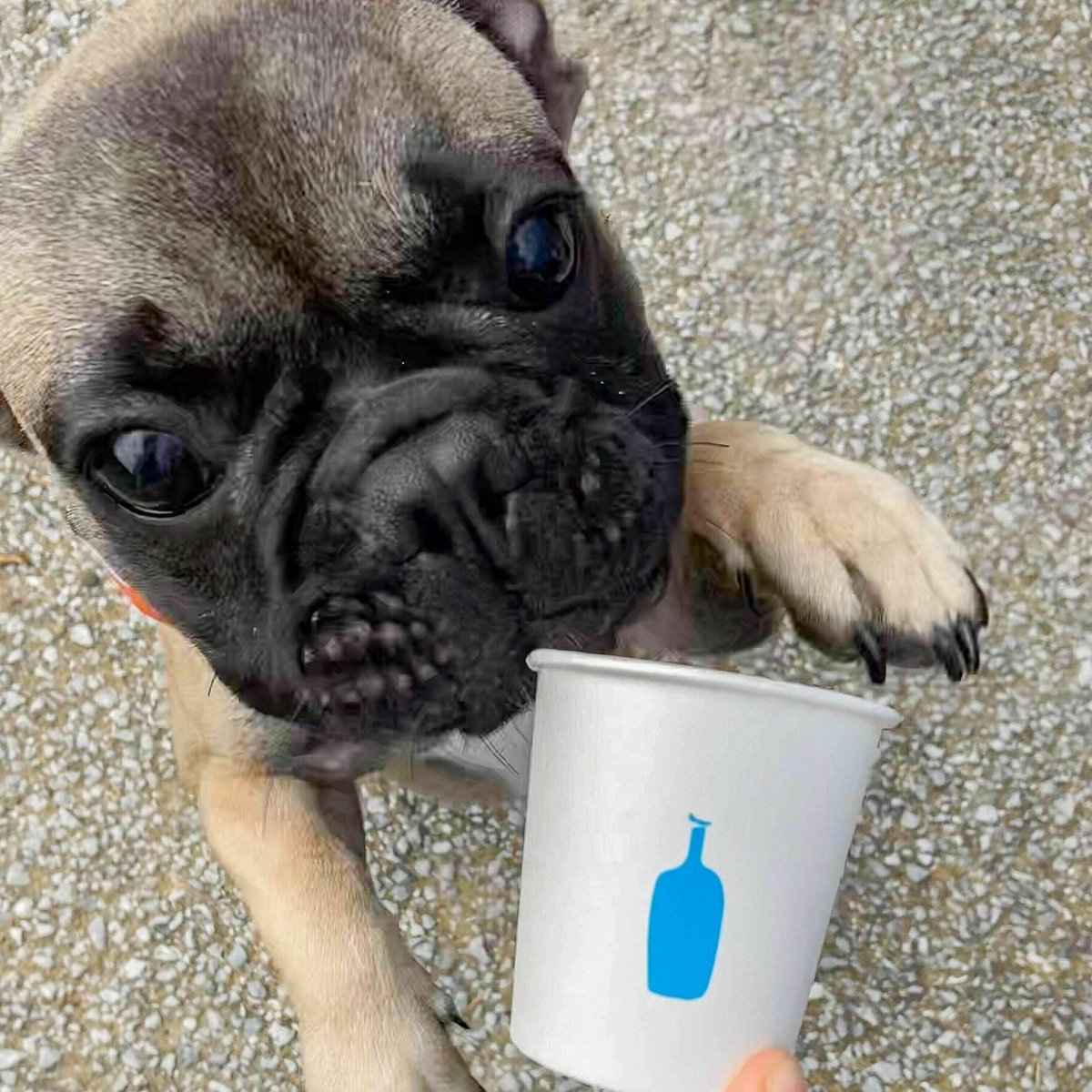 bluebottlejapan's tweet photo. ãçŠå²¡åžçŸè¡é€šãã¢ãããŒãåºå Žã®
#ãã«ãŒããã«ã³ãŒããŒãã©ãã¯ ã«æ¥ãŠããã
ðãã¡åãããŒã¢ã«ãããã
ðãã
ããã
ðäŒå³è¡é
ðã¬ãªã³
#DogsOfBlueBottle
#ãã«ãŒããã«ã³ãŒã㌠https://t.co/5mZIc1IdLf