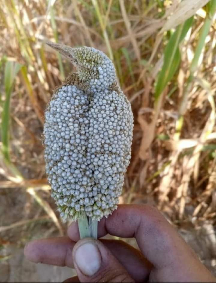 Lucky_Singh_9's tweet photo. Is it the Miracle of nature, or a warning from nature❓
#StandWithNature https://t.co/LuRtiu1oNr