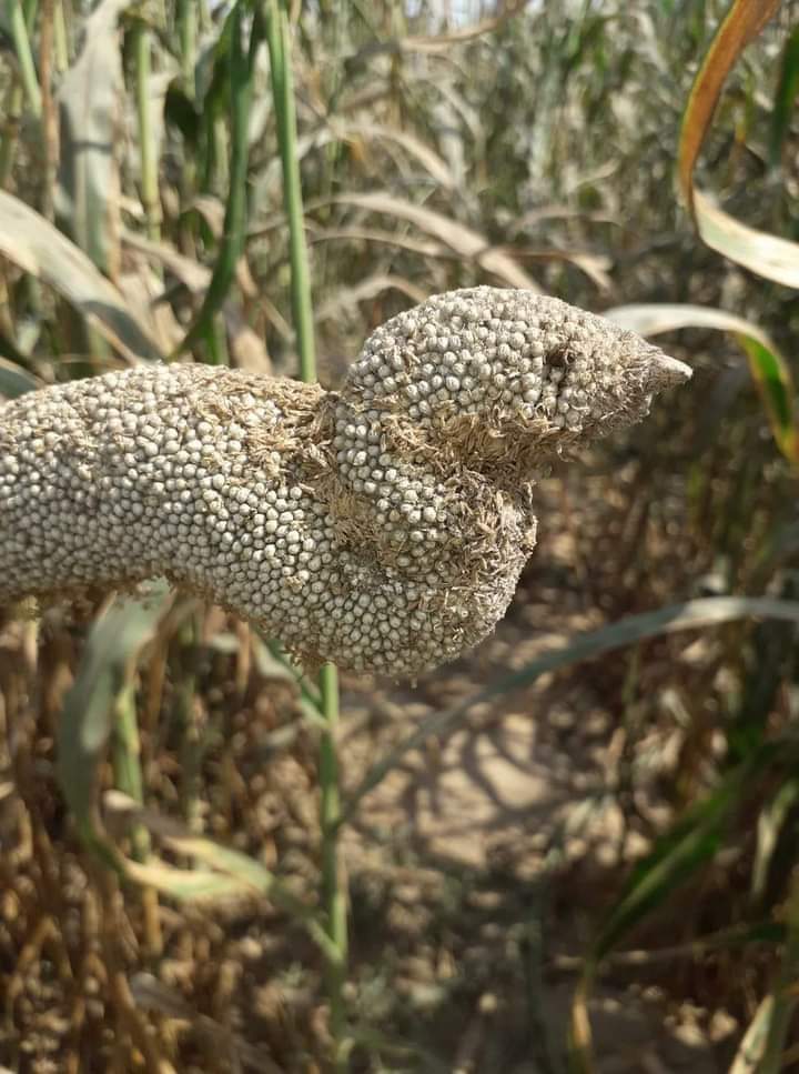 Lucky_Singh_9's tweet photo. Is it the Miracle of nature, or a warning from nature❓
#StandWithNature https://t.co/LuRtiu1oNr
