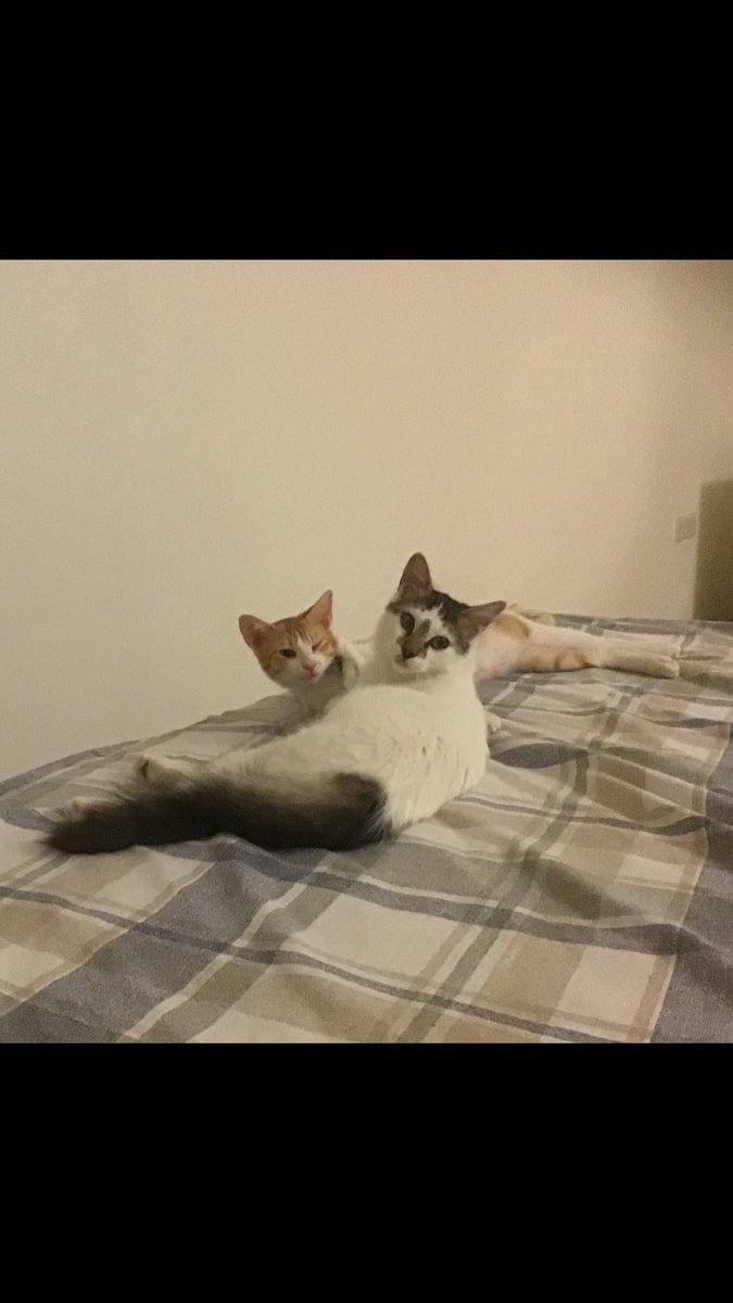 NajmaGhamdi's tweet photo. We visit our friends to enjoy some times but we live happily with our family 😘
#cats #MyCat #CatsOfTwitter #Caturday #CatLovers #catsarefamily #goodmorning #PetSecrets https://t.co/aORju47oJb