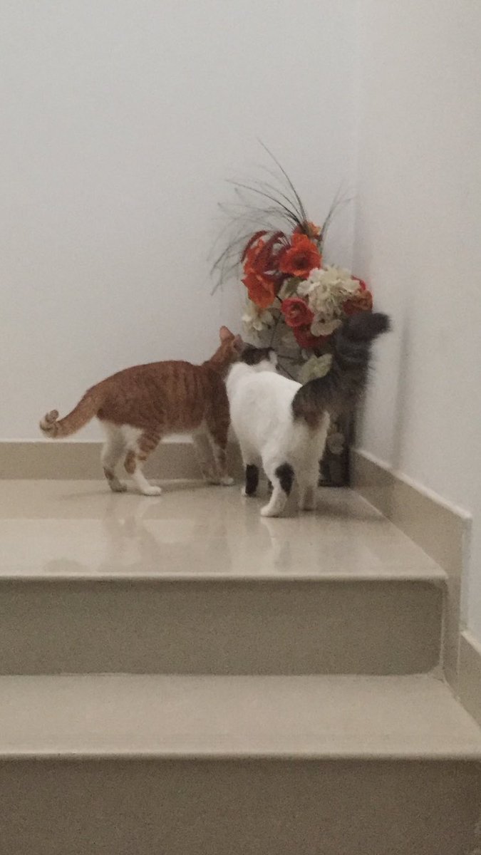 NajmaGhamdi's tweet photo. We visit our friends to enjoy some times but we live happily with our family 😘
#cats #MyCat #CatsOfTwitter #Caturday #CatLovers #catsarefamily #goodmorning #PetSecrets https://t.co/aORju47oJb