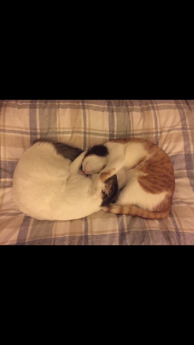 NajmaGhamdi's tweet photo. We visit our friends to enjoy some times but we live happily with our family 😘
#cats #MyCat #CatsOfTwitter #Caturday #CatLovers #catsarefamily #goodmorning #PetSecrets https://t.co/aORju47oJb