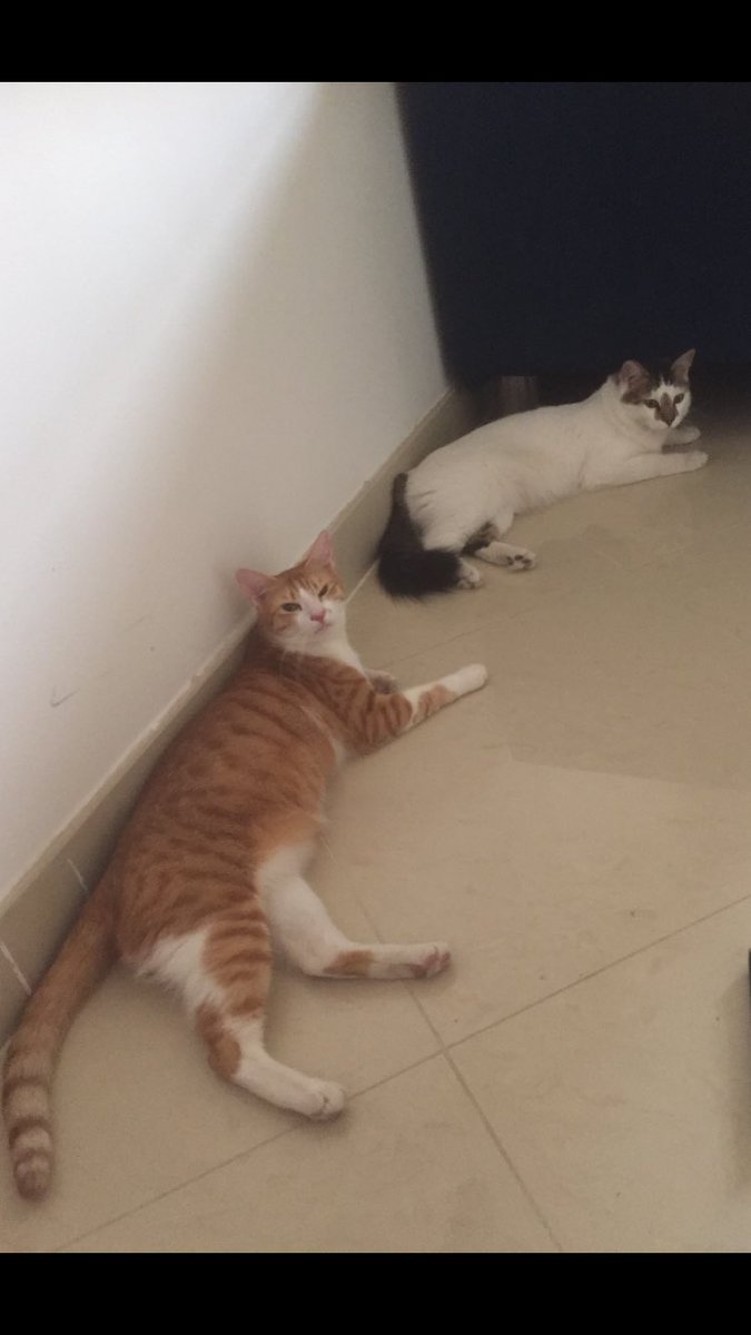 NajmaGhamdi's tweet photo. We visit our friends to enjoy some times but we live happily with our family 😘
#cats #MyCat #CatsOfTwitter #Caturday #CatLovers #catsarefamily #goodmorning #PetSecrets https://t.co/aORju47oJb