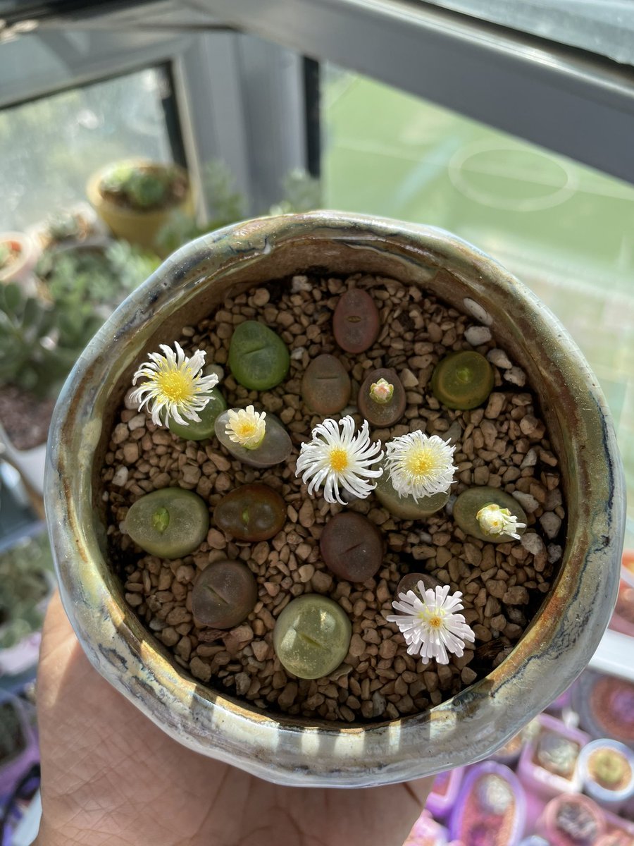 Blooming succulents! #succulents #planting