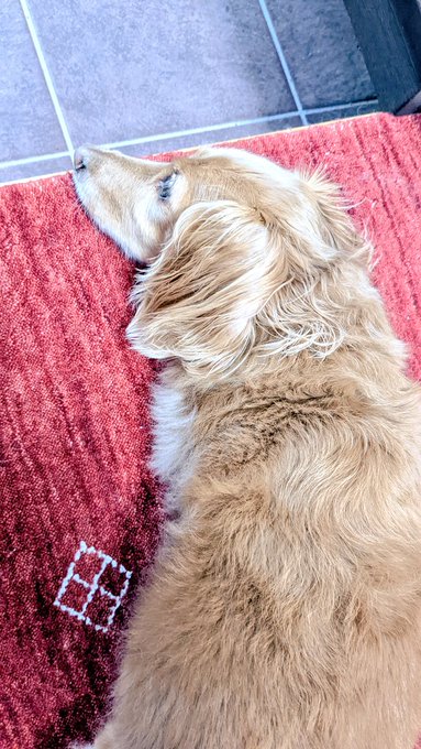 ひとりで逃げる気満々チャス 