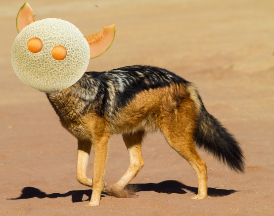 KisExplains's tweet photo. The elusive jackaloupe is a rare specimen featuring the body of a jackal and the head of a cantaloupe. Folklore holds that your best chance of an audience with this noble creature is to leave an offering of a glass of Midori. If you deemed worthy, she will make herself known. https://t.co/k3m99GVPjr