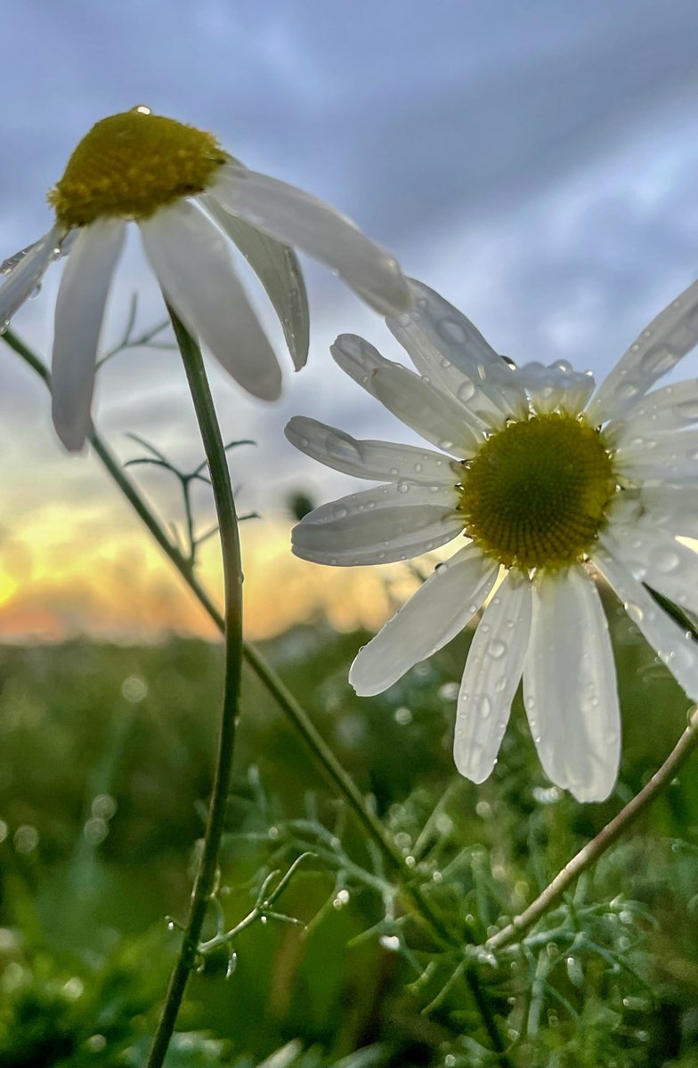 lanmijo's tweet photo. Flowers and raindrops #flowersonfriday #flowers #FlowerHunting #wildflowers #Mayweed https://t.co/ejJCQHERcZ
