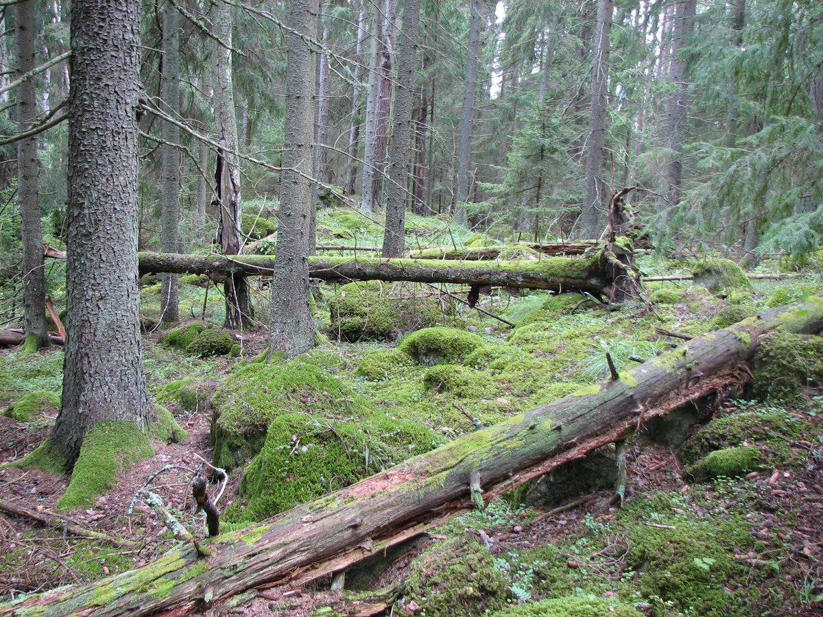 Skogsstyrelsen's tweet photo. Miljömålet för Sveriges skogar kommer inte att nås med dagens åtgärder, visar en omfattande utvärdering som vi publicerar i dag. Därför föreslår vi bland annat att det ska vara ekonomiskt lönsamt för skogsägaren att bevara och utveckla biologisk mångfald. https://t.co/SfNFVb2DxU https://t.co/xBH9DRnvcU