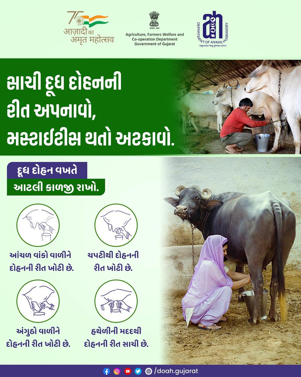 DAH_DAHOD's tweet photo. સાચી દૂધ દોહનની રીત અપનાવો, મસ્ટાઇટીસ થતો અટકાવો.
#doah #departmentofanimalhusbandry #gujarat #animals #gujaratinformation #governmentofgujarat #pasupalak #animalhealth #animalhealthcare #animalsmatter #mastitis #milked #animalhealthtips #smartcitydahod #buffalo #milkproduction https://t.co/aThYbALmkF