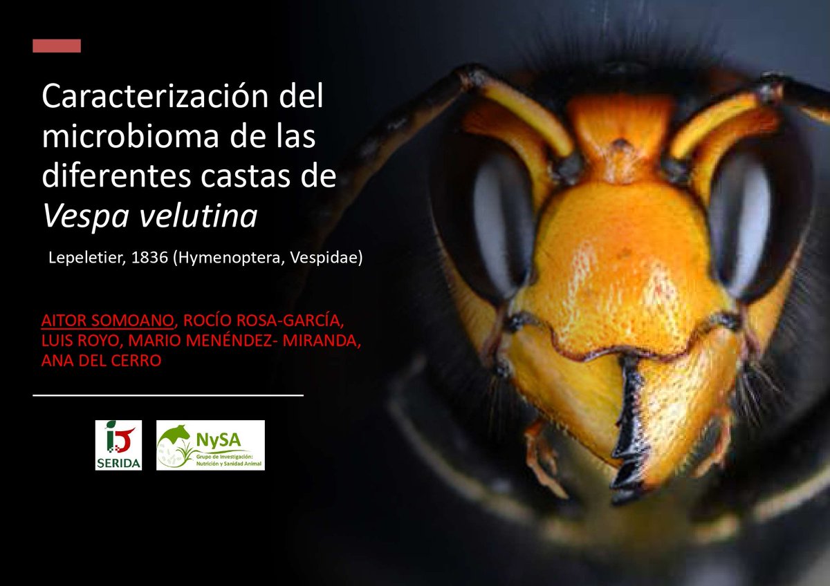 SeridaAst's tweet photo. El investigador del #Serida Aitor Somoano presenta la semana que viene en el XII Congreso Nacional de Entomología Aplicada la ponencia “Caracterización del microbioma de las diferentes castas de Vespa velutina" 🐝
@NySA_SERIDA @SEEA_entomol @FICYT
https://t.co/yxlqBbRuSg https://t.co/ghpsy8KAwF