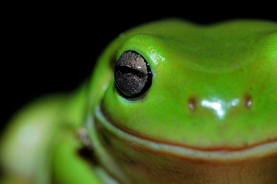 frog__syndicate's tweet photo. gm! happy Friday!
letβs get these flies πΈπͺ°πΈ
#frogfam #toads #frogs #pepe #frogsyndicate https://t.co/4pTDpVx7oC