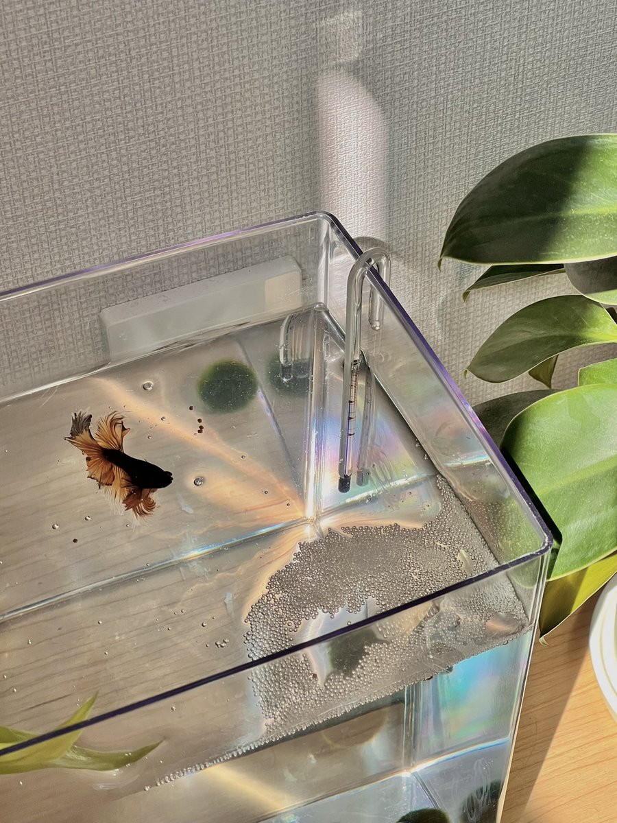 슬슬 다이어리 커버들이 도착하구 있는 것 같네요   ̵ ̀ ̗♡ ̖ ́ ̵ 마음에 드시길.ᐟ 
요즘 저희 물고기는 기분이 조은지 거품집을 지어 뒀어요 넘 예뿌죠 키키